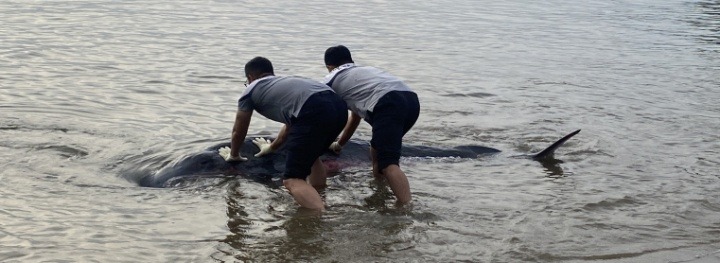 해양경찰관들이 바다로 돌려보내고 있다..jpg