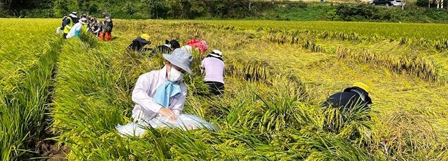 진도군, 제11호 태풍 ‘힌남노’ 피해농가 일손 돕기 추진.jpg