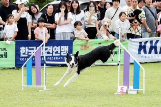 제3회 이천펫축제 어질리티 전국대회로 활기찬 개막3(2024년 사진) (1).jpg