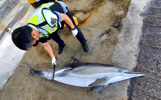 4 참돌고래 불법포획 여부 확인 중인 해양경찰.jpeg
