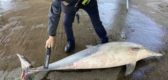 경찰관이 참돌고래 불법포획 여부를 확인하고있다..jpg