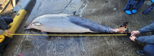 참돌고래 사진.jpg