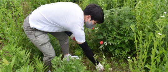 마약류(양귀비) 단속 중인 경찰관 모습.jpg
