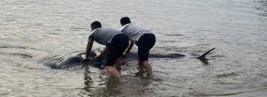 해양경찰관들이 바다로 돌려보내고 있다..jpg