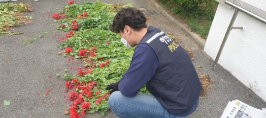 230404 태안해경, 대마·양귀비 밀경사범 집중단속(배.jpeg