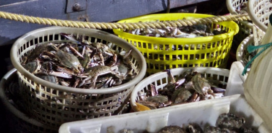 [사진2] 나포된 어선에서 발견된 불법 어획물.jpg