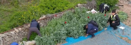 경찰관이 양귀비 단속중인 사진 .jpg