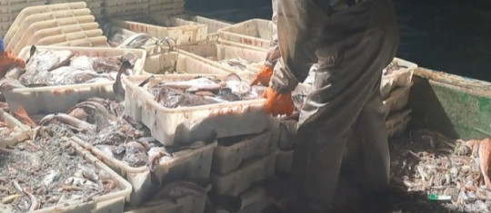 어획물 사진.jpg