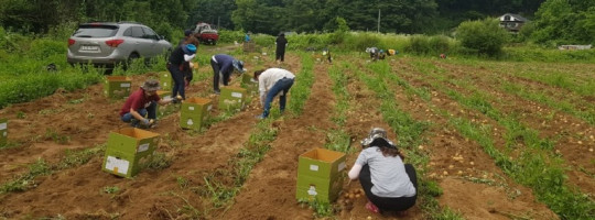 2021_07_05 감자나눔2.jpeg