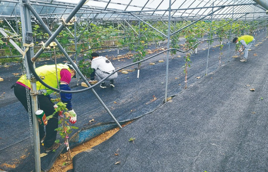 1-동해안권경제자유구역청 행정본부, 농촌일손돕기 나서-사진.jpg