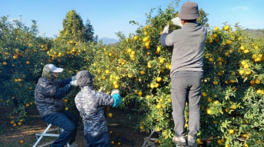 완도 유자 수확하는 모습.jpg