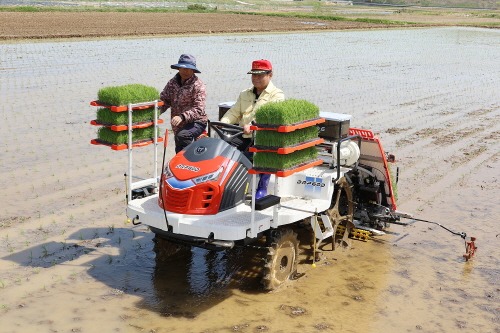 [크기변환](사진)_동해시, 올해 ‘첫 모내기’로 풍년농사 기원 (6).jpg