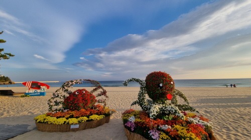 [크기변환]제8회 삼척사랑 국화전시회5.jpg